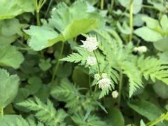 Astrantia minor