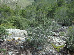 Cistus ladanifer subsp. ladanifer image