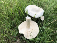 Melanoleuca strictipes