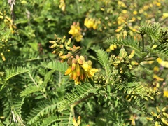 Astragalus penduliflorus
