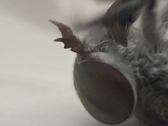 Tabanus maculicornis