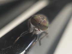 Tabanus maculicornis