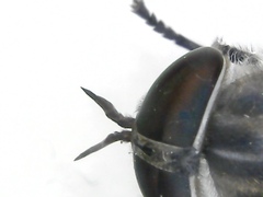 Tabanus maculicornis