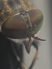 Tabanus maculicornis