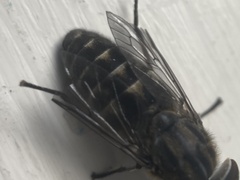 Tabanus maculicornis