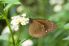 Euploea tulliolus koxinga
