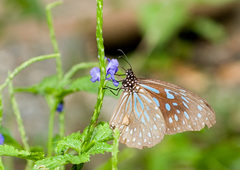 Tirumala limniace limniace