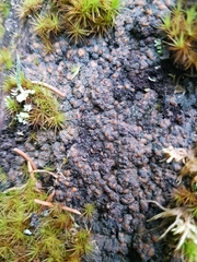 Protopannaria pezizoides