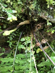 Asplenium cuneatiforme
