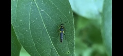 Trypherus frisoni
