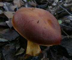 Aureonarius collybianus