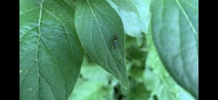 Trypherus frisoni