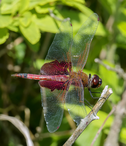 Carolina Saddlebags