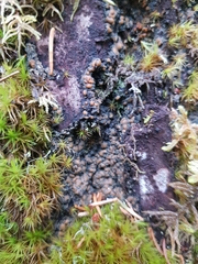 Protopannaria pezizoides