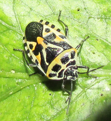 Eurydema ventralis