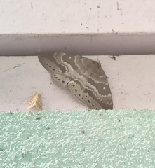 Cyclidia rectificata