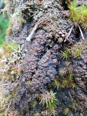 Protopannaria pezizoides