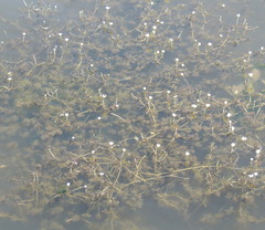 Ranunculus circinatus