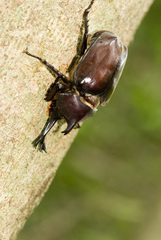 Trypoxylus dichotomus tsunobosonis