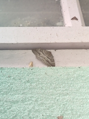 Cyclidia rectificata