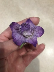 Angiospermae