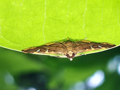 Prophantis