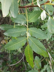 Pistacia terebinthus