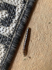 Phengodes laticollis