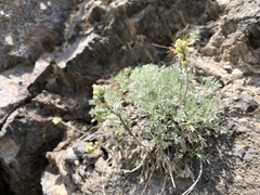 Artemisia umbelliformis