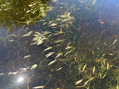 Potamogeton bicupulatus