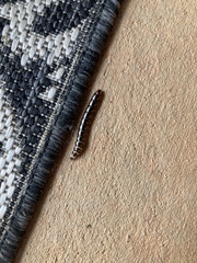 Phengodes laticollis