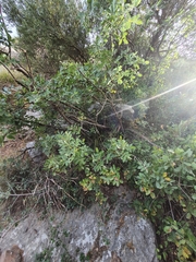 Pistacia terebinthus