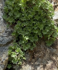 Potentilla nivalis