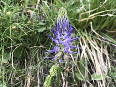 Phyteuma betonicifolium