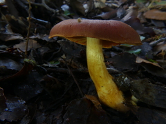 Aureonarius collybianus