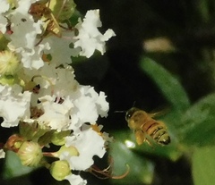 Apis mellifera