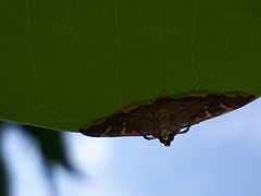 Prophantis