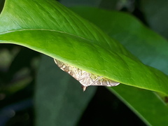 Prophantis