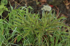 Prionosciadium