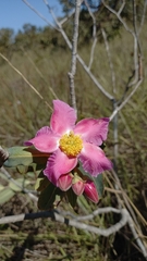 Kielmeyera rubriflora