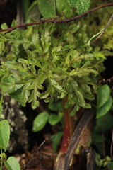 Prionosciadium