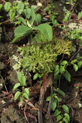 Prionosciadium