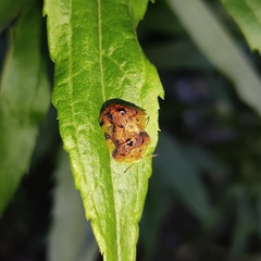 Laccoptera nepalensis