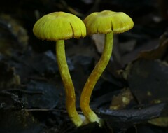 Cortinarius luteinus