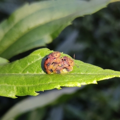 Laccoptera nepalensis