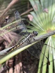Libellula vibrans