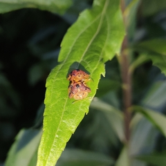 Laccoptera nepalensis