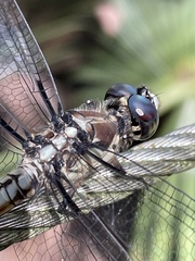 Libellula vibrans