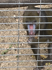 Mandrillus sphinx