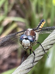 Libellula vibrans